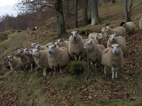 20110305-Kinloch Rannoch-P3051096