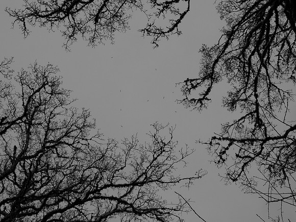 20110320-Urquhart Bay Woods-P3201521