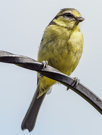 Blue Tit (2) [1907005]