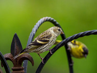 Siskin (Carduelis spinus) [1907008]