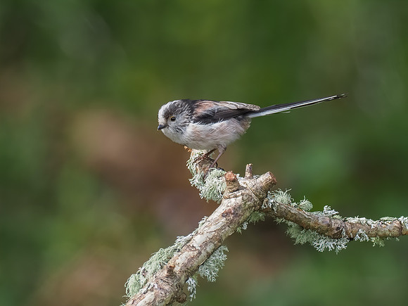 Long-tailed Tit (Aegithalos caudatus)