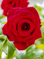 Red, Red Rose [1907009]