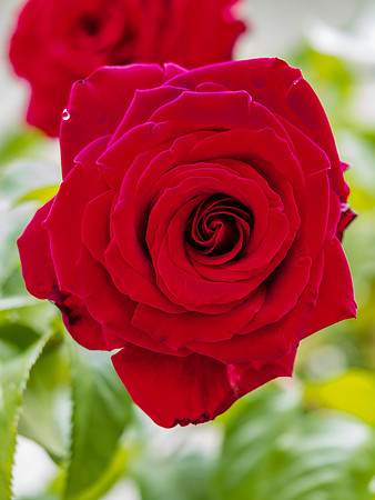 Red, Red Rose [1907009]