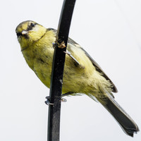 Blue Tit (1) [1907004]