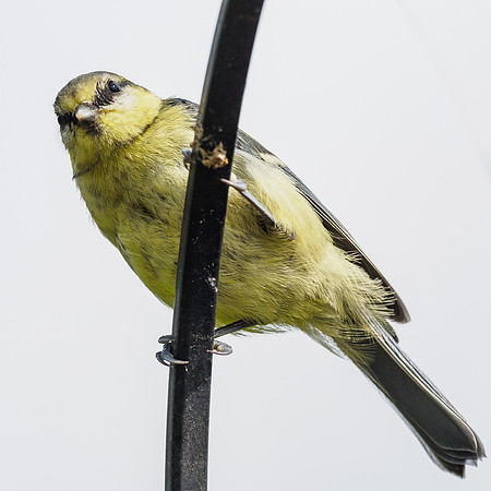 Blue Tit (1) [1907004]