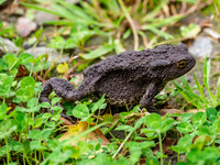 Common Toad [1907012]