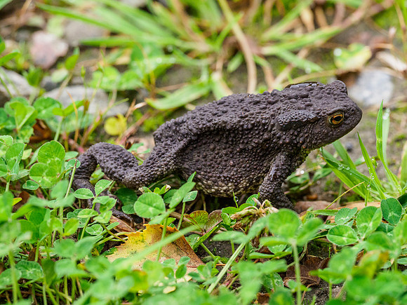 Common Toad [1907012]