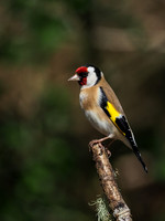 20200504-Garden Birds-EM129677