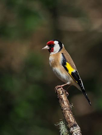 20200504-Garden Birds-EM129677