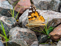 Painted Lady [1907011]