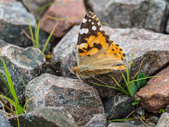 Painted Lady [1907011]
