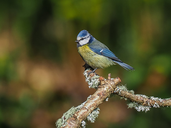 Blue Tit (Cyanistes caeruleus)