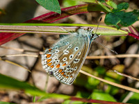 Common Blue [1907003]