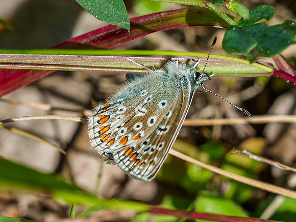 Common Blue [1907003]