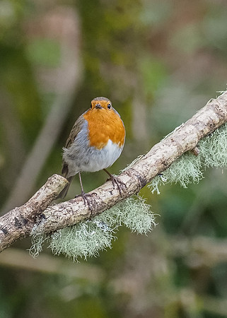 Robin (Erithacus rubecula)
