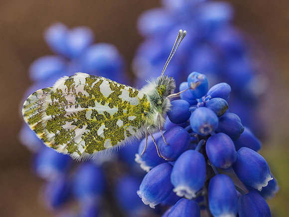 Orange-tip Butterfly (Anthocharis cardamines)