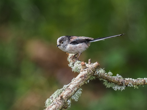 Long-tailed Tit (Aegithalos caudatus)