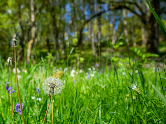 Spring Flowers