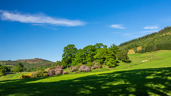 Balmacaan Woods