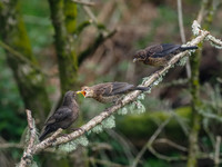 Blackbird Family(Turdus merula)