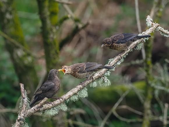 Blackbird Family(Turdus merula)