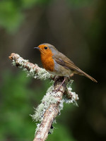 20200504-Garden Birds-EM129559