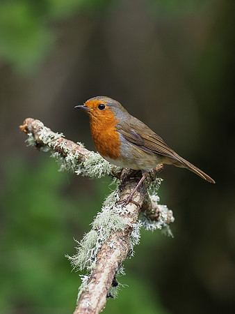 20200504-Garden Birds-EM129559