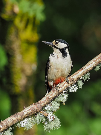 Great spotted woodpecker(Dendrocopos major)