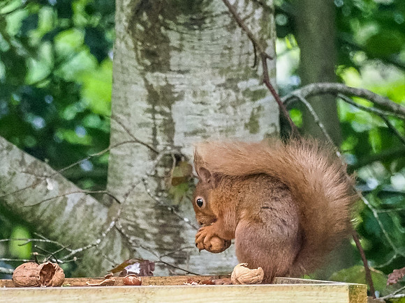 Red Squirrel (Sciurus vulgaris)