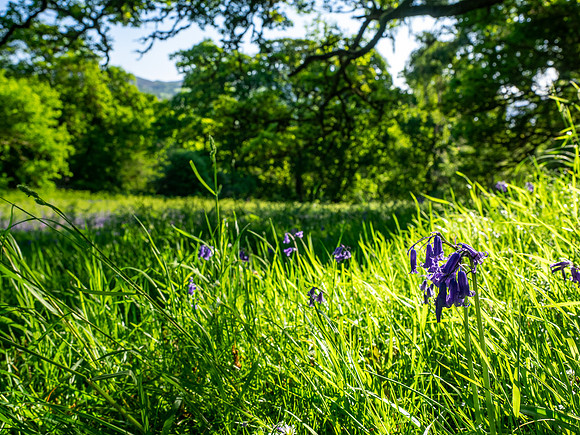 Balmacaan Woods