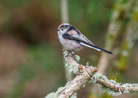 Long-tailed Tit (Aegithalos caudatus)