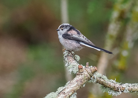 Long-tailed Tit (Aegithalos caudatus)