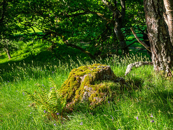 Balmacaan Woods