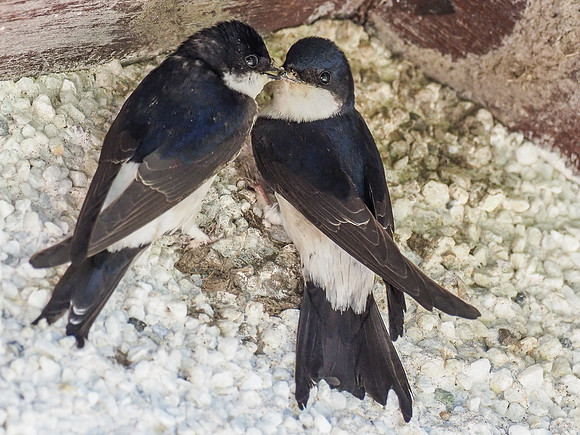 House Martins (Delichon urbicum)