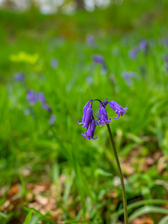 Spring Flowers