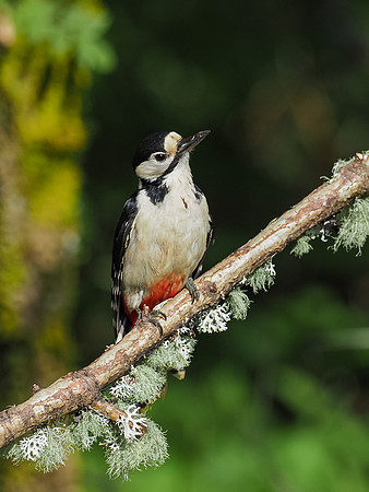 Great spotted woodpecker(Dendrocopos major)
