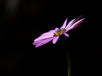One