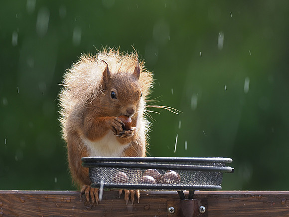 Sunshine, Showers & Squirrel