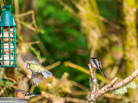 20200505-Garden Birds-EM129846