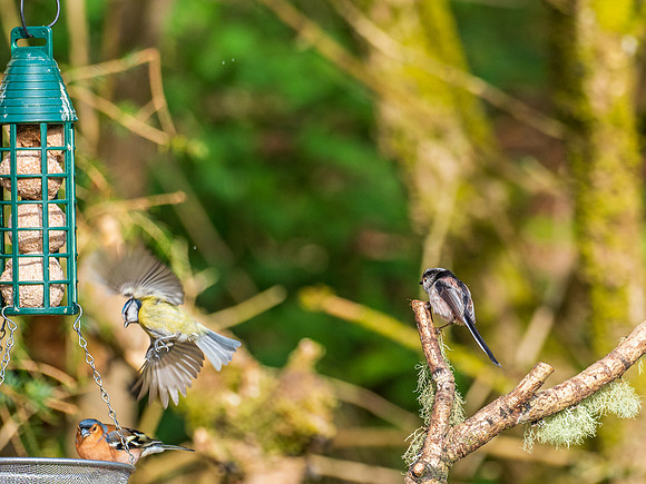 20200505-Garden Birds-EM129846