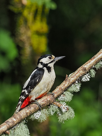 Great spotted woodpecker(Dendrocopos major)