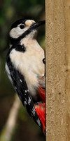 20200504-Garden Birds-EM129593
