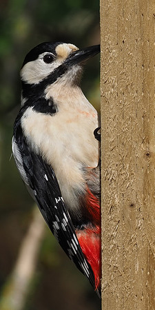 20200504-Garden Birds-EM129593