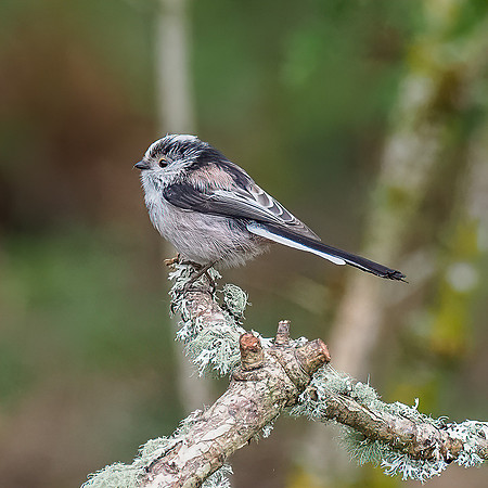 Long-tailed Tit (Aegithalos caudatus)