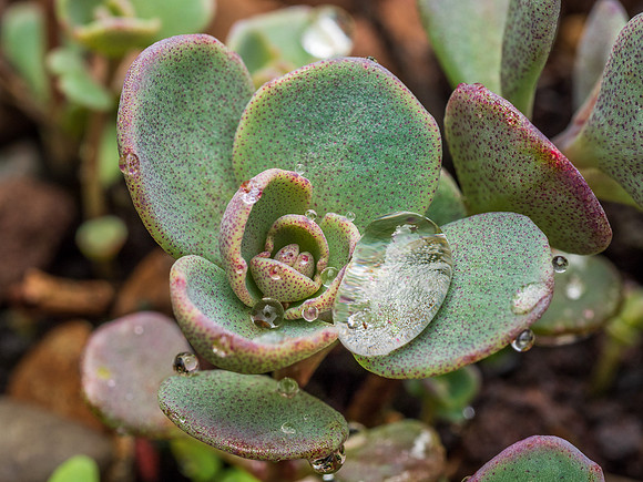 Droplets