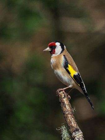 20200504-Garden Birds-EM129677-Edit