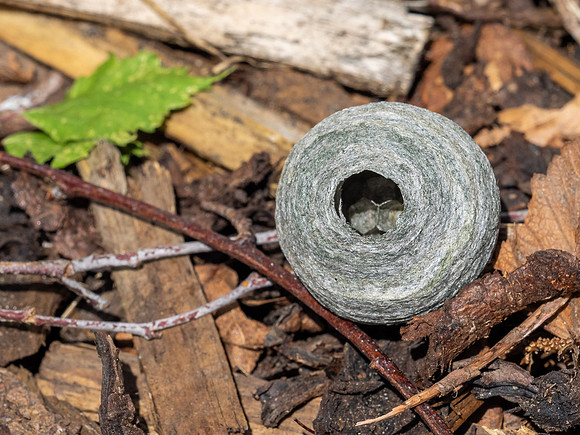 Wasp Nest