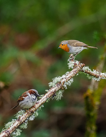 20200508-Garden Birds-EM120019