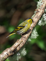 20200504-Garden Birds-EM129430