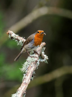 20200504-Garden Birds-EM129389